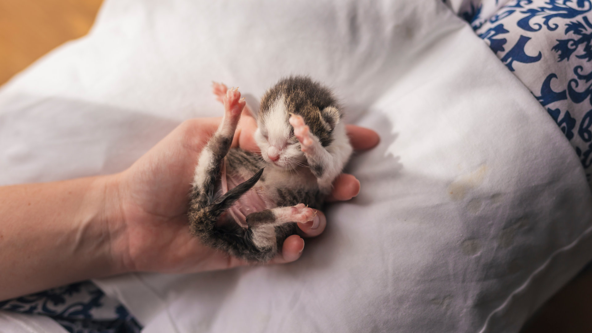 Waisenkätzchen in der Hand – Versorgung der Kitten